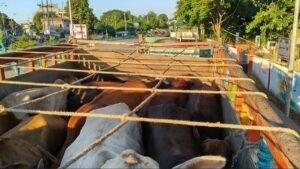 Four held as cattle smuggling bid foiled in Assam