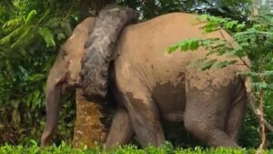 Elephant Roams Through Numaligarh Tea Garden With Tyre Trapped Around Neck
